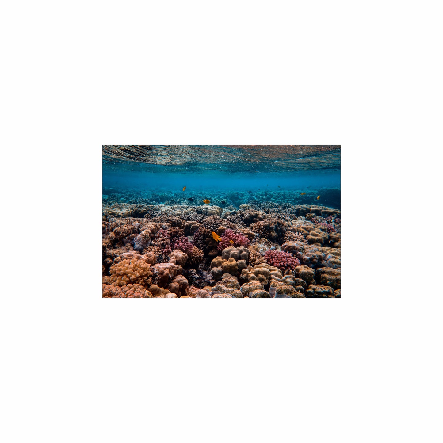 Fish Tank / Enclosure Background | Coral Fields