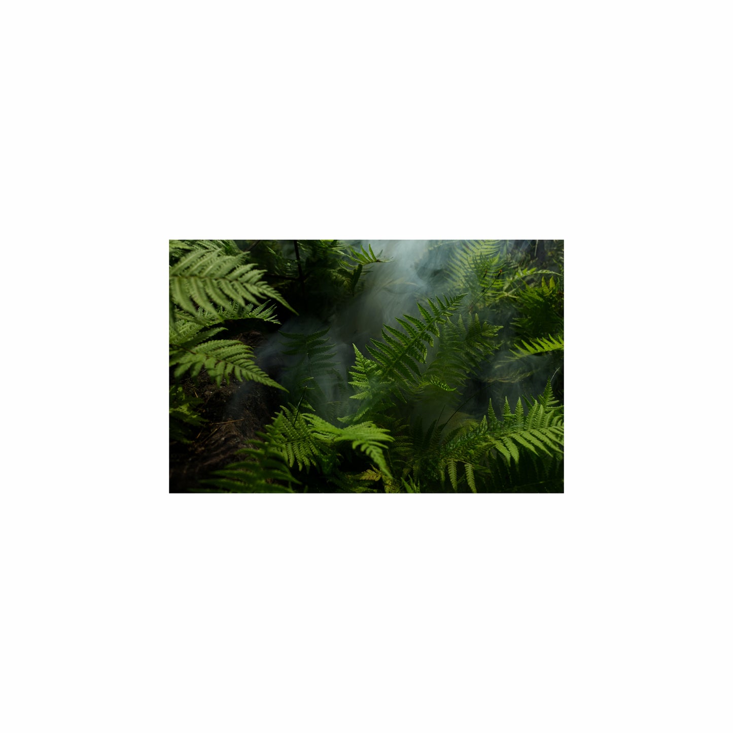 Fish Tank / Enclosure Background | Ferns