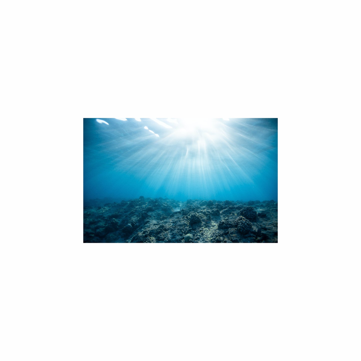 Fish Tank / Enclosure Background | Forgotten Ocean