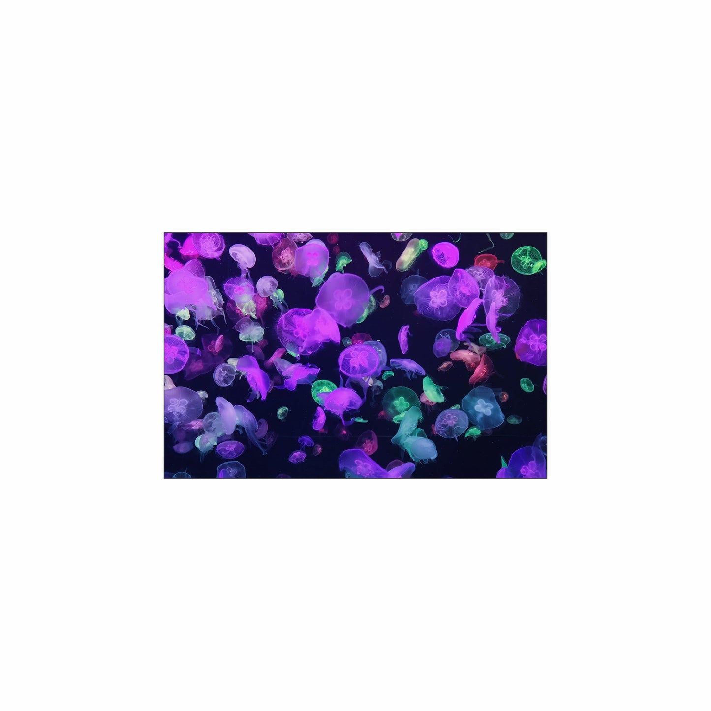 Fish Tank / Enclosure Background | Jelly Fish