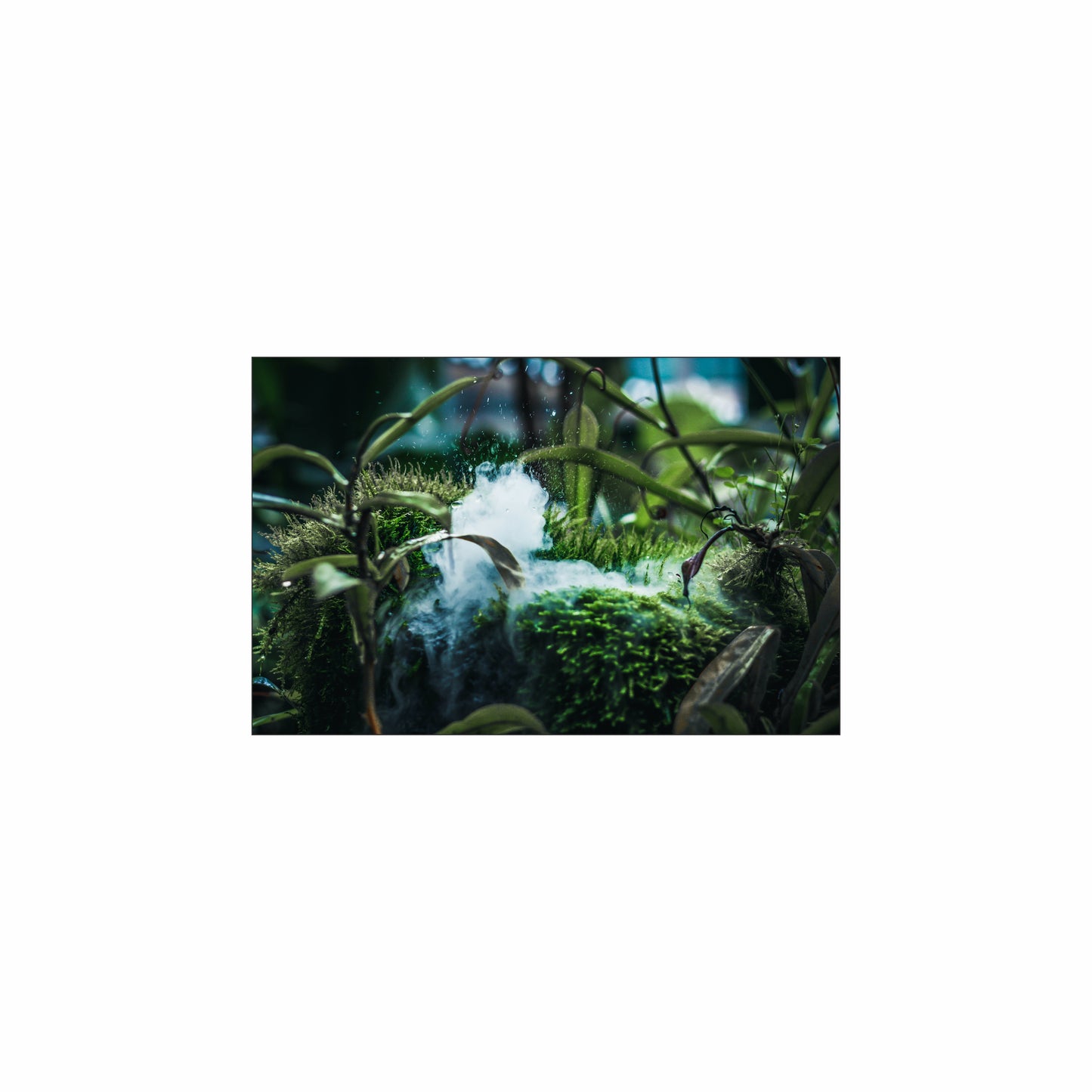 Fish Tank / Enclosure Background | Moss growth