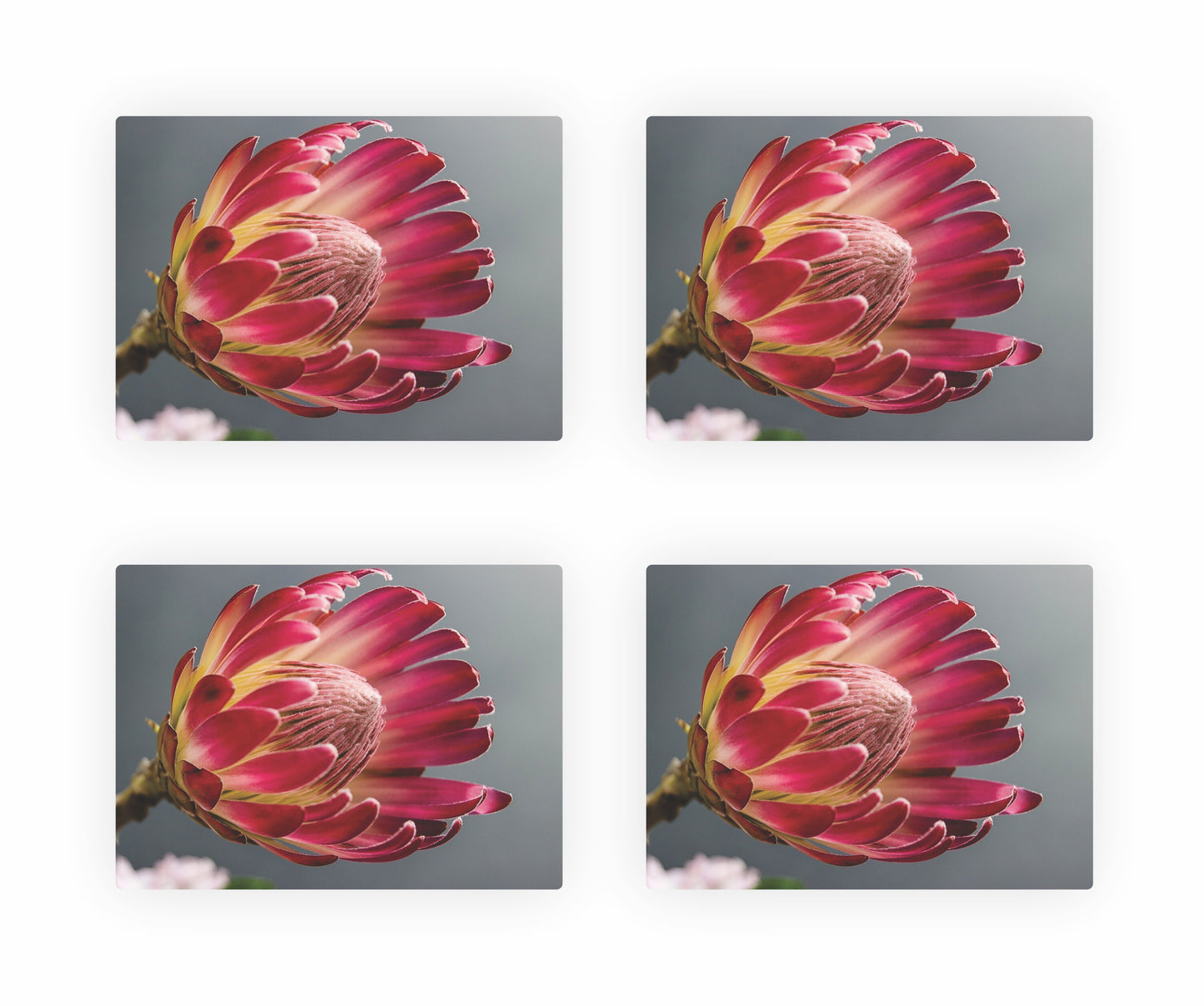 Protea Themed Placemats 9
