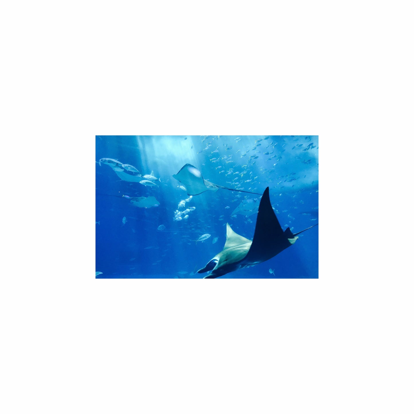Fish Tank / Enclosure Background | Ray's Paradise