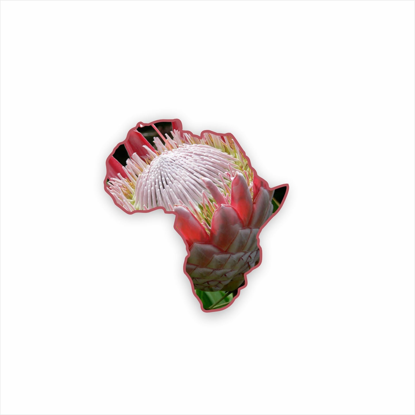 South African Protea Fridge Magnet