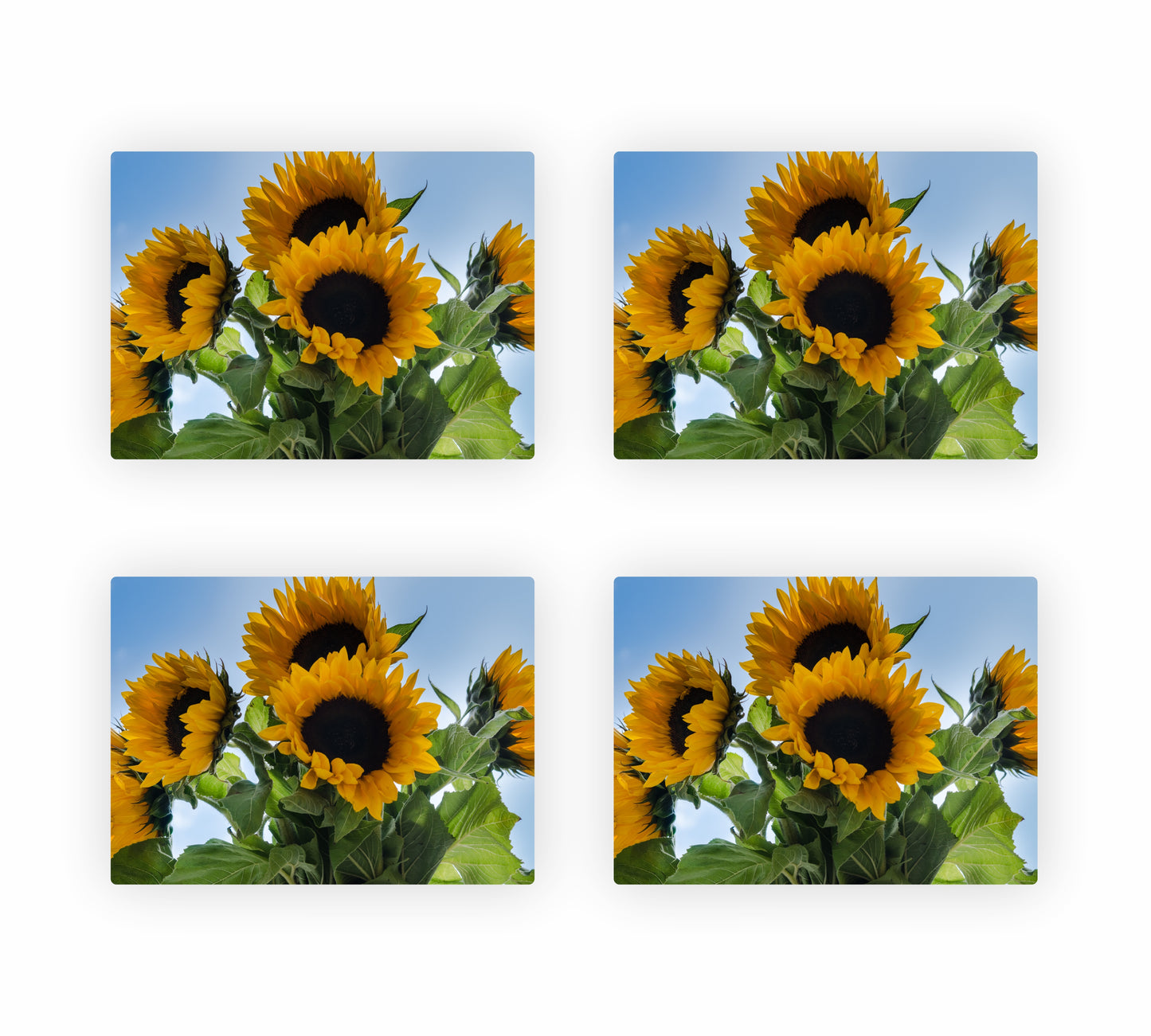 Sunflower Themed Placemats 6