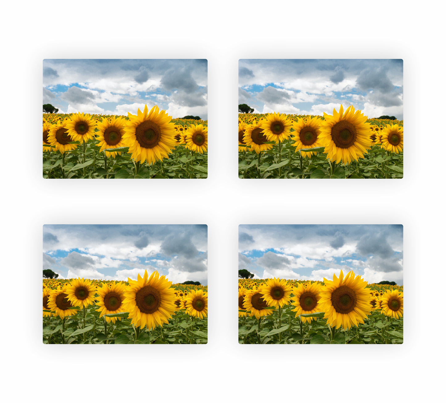Sunflower Themed Placemats 8