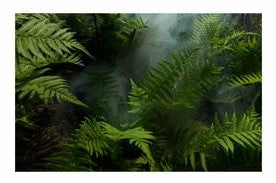 Fishtank or Enclosure Background | Reverse Print Ferns