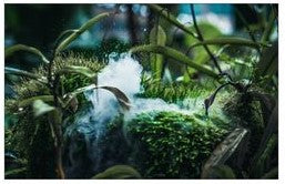 Fishtank or Enclosure Background | Reverse Print Underwater Scape