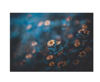 Flatlay Flower Themed