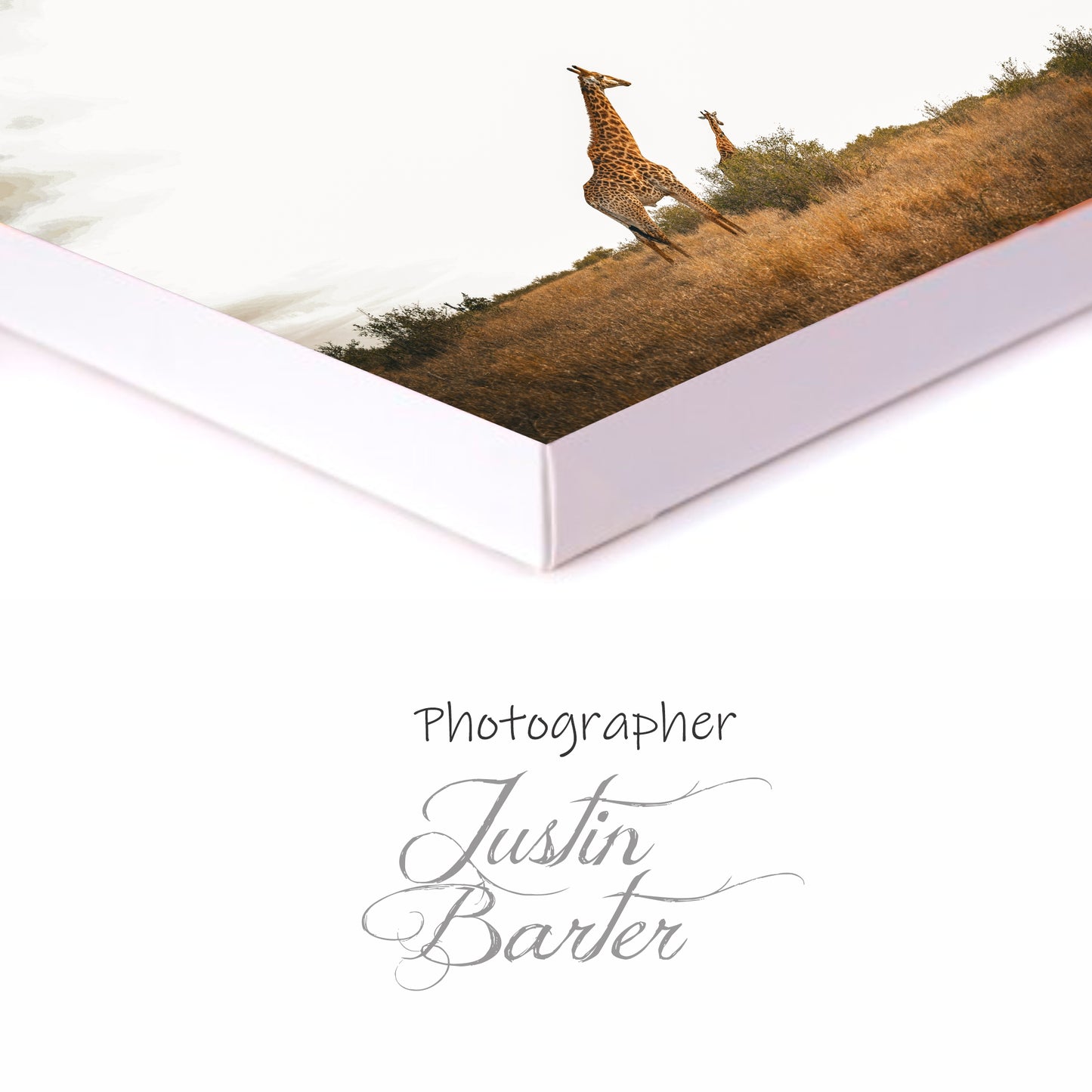 Giraffe Canvas | Stretched onto Wooden Frame