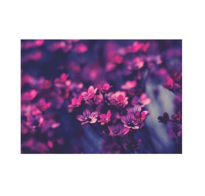 Flatlay Flower Themed