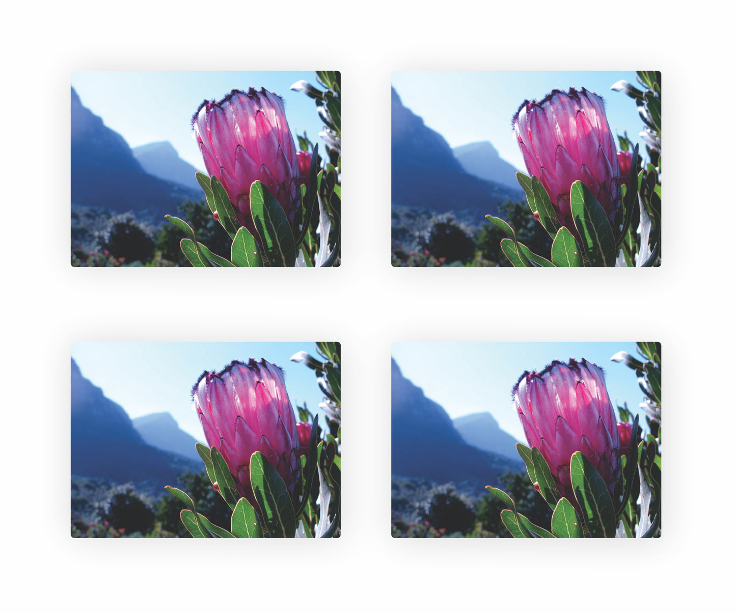 Protea Themed Placemats 1