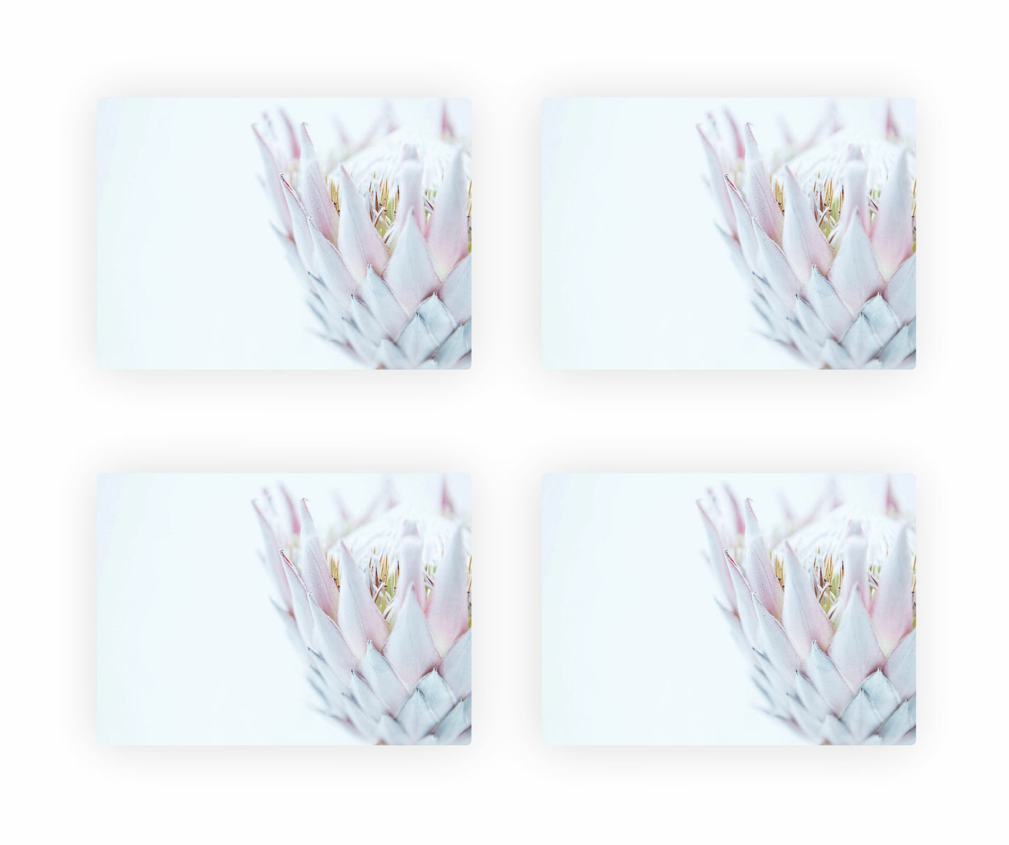 Protea Themed Placemats 2
