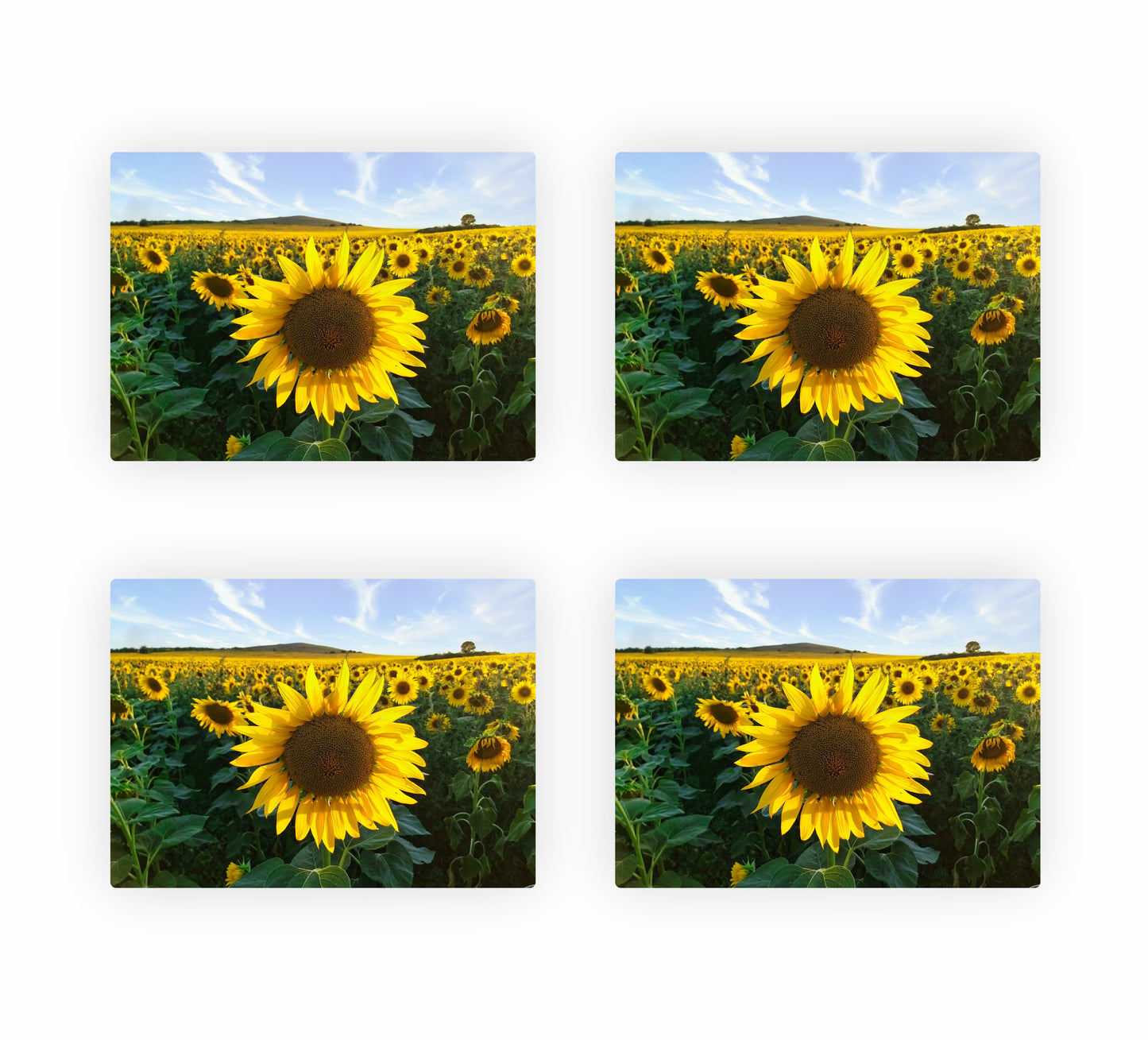 Sunflower Themed Placemats 10