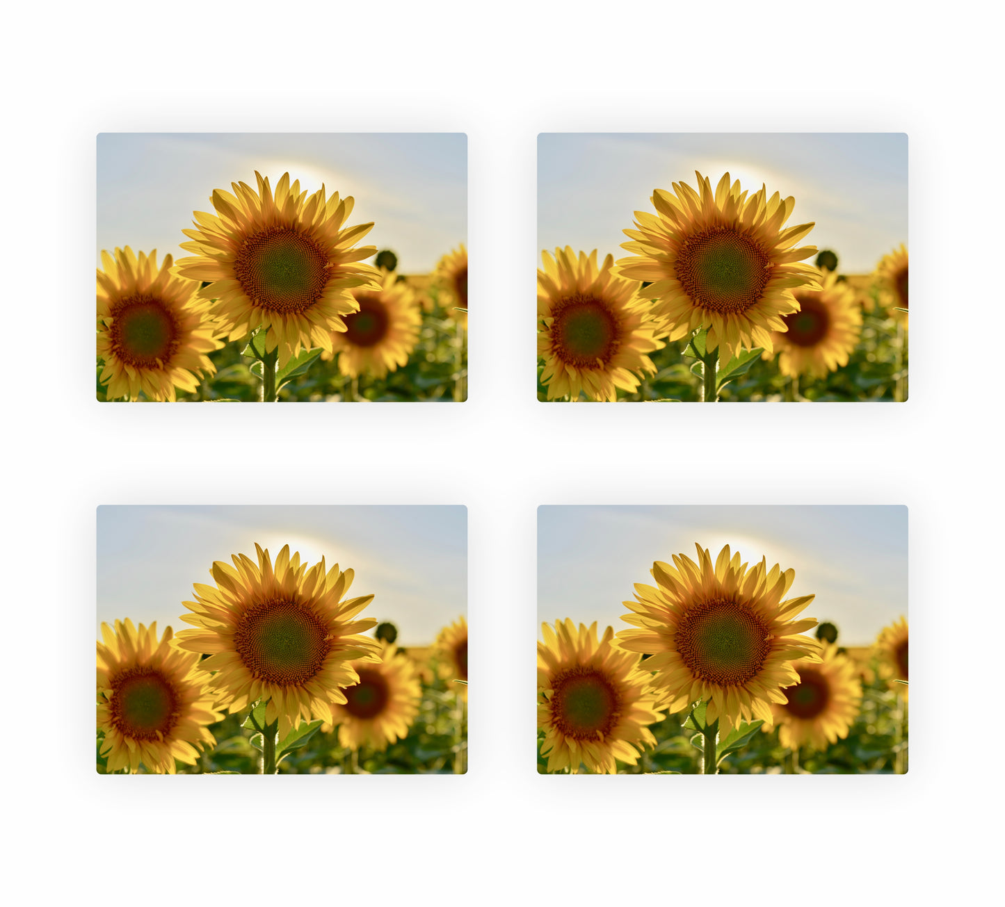 Sunflower Themed Placemats 2