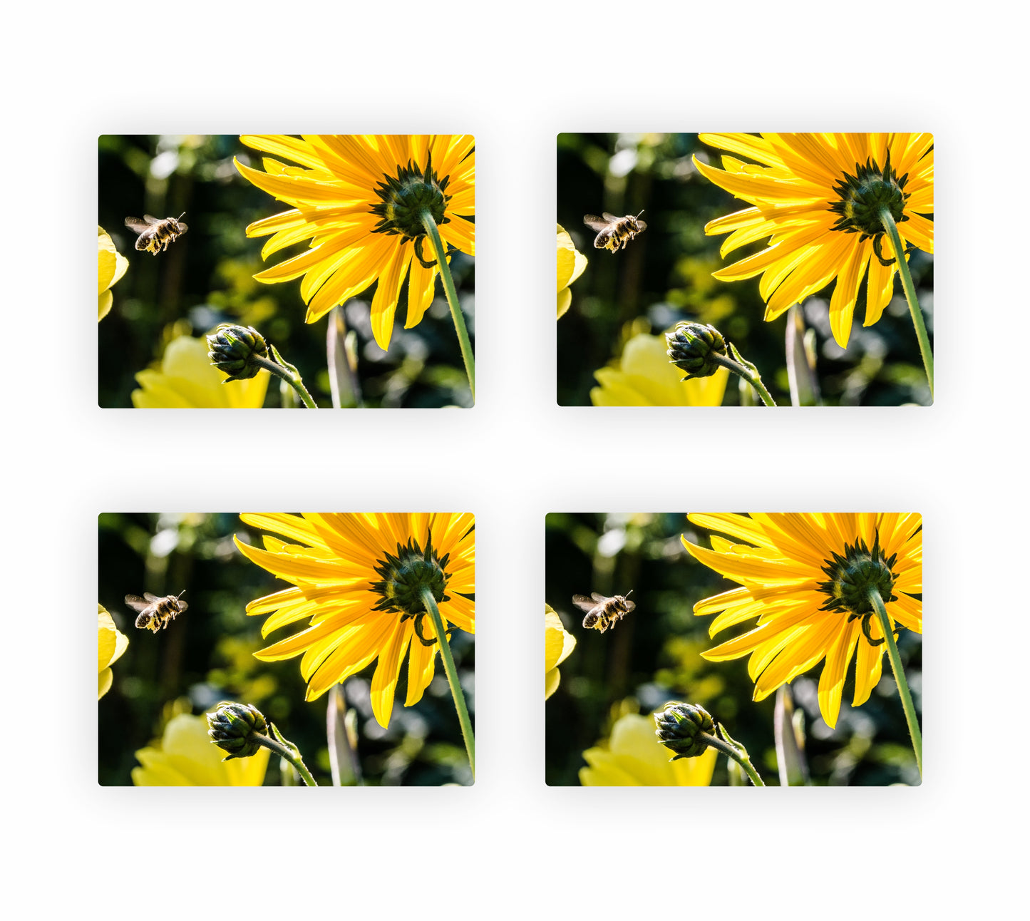 Sunflower Themed Placemats 5