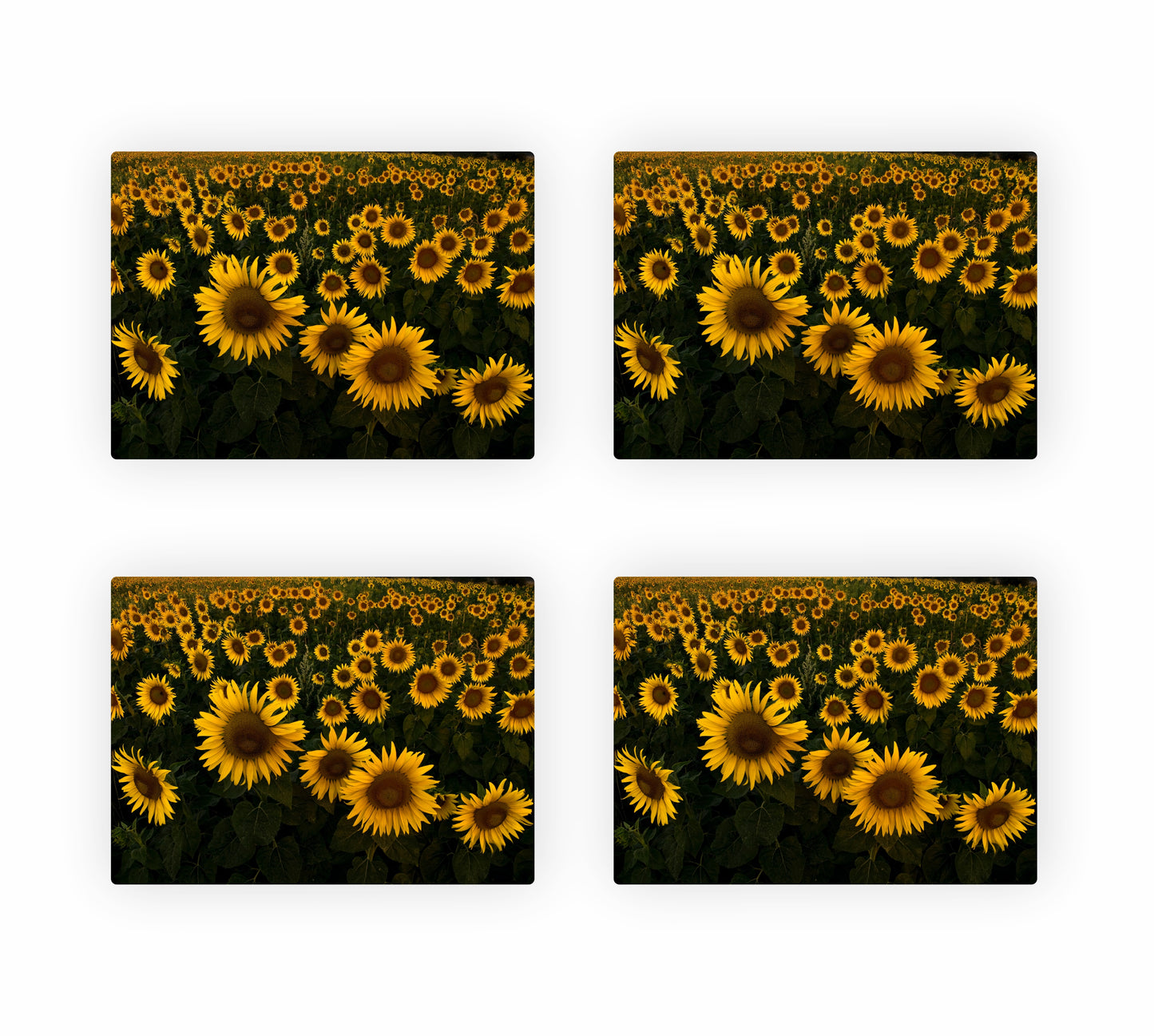 Sunflower Themed Placemats 9