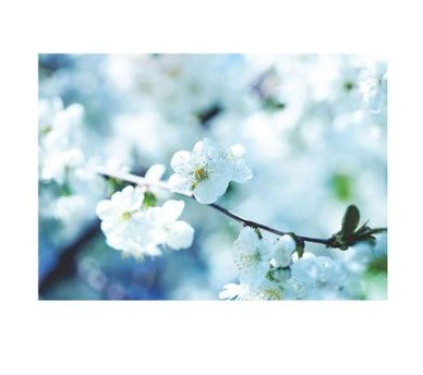 Flatlay Flower Themed