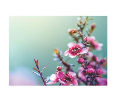 Flatlay Flower Themed