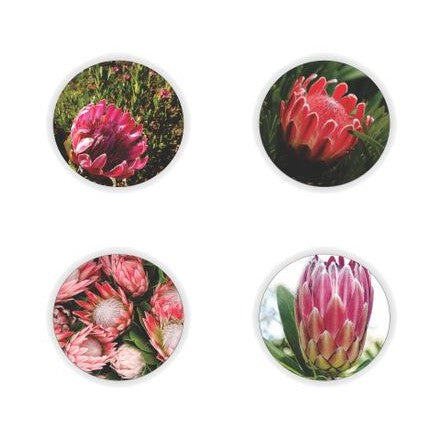 Protea Coaster Set
