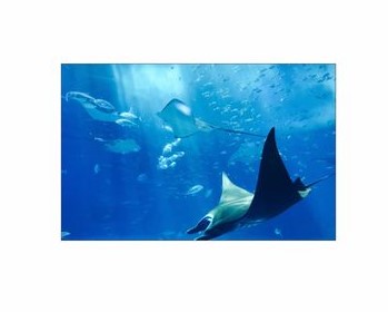 Fishtank or Enclosure Background | Reverse Print Ray