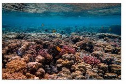 Fishtank or Enclosure Background |  Reverse Print Underwater